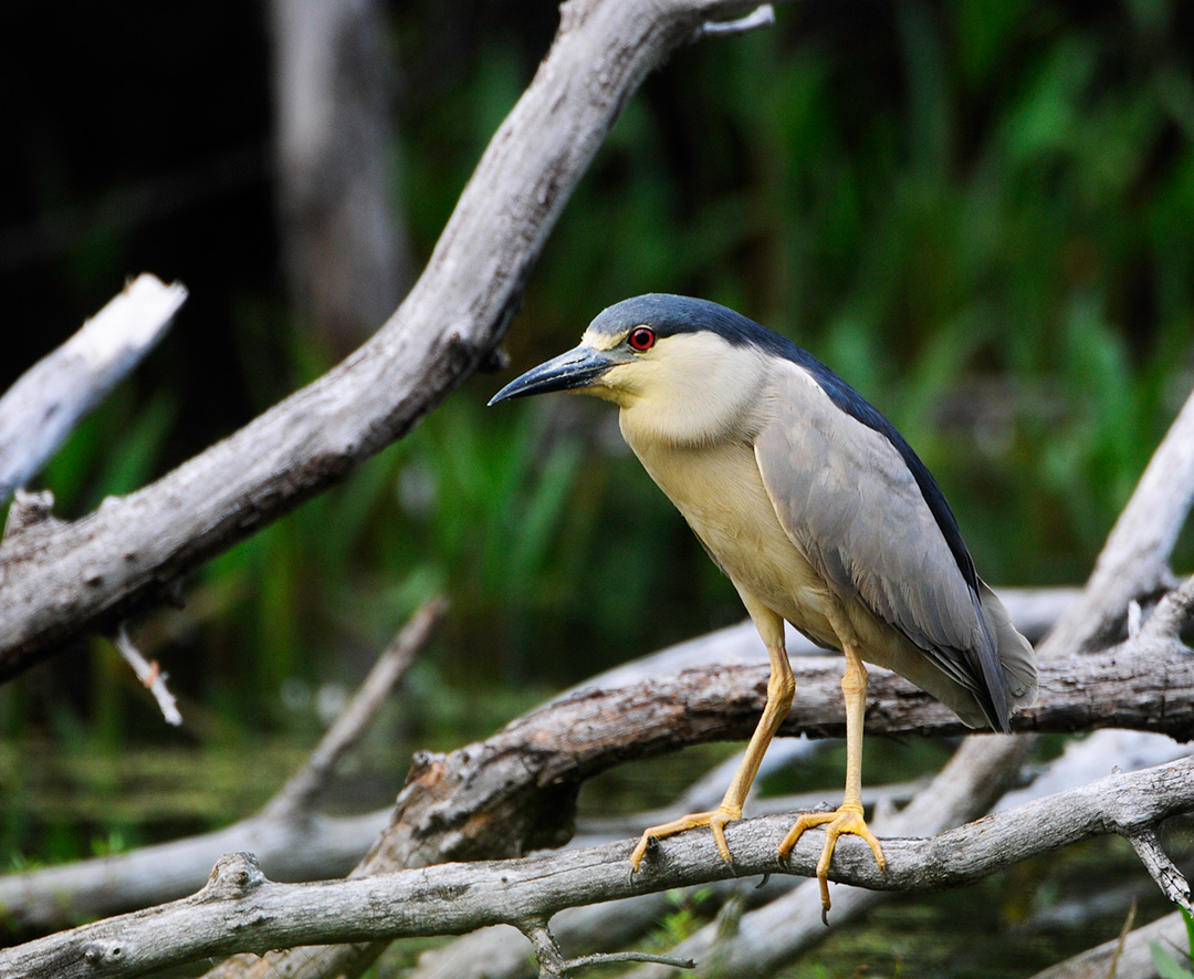 Image of a Black-crowned Night Heron
