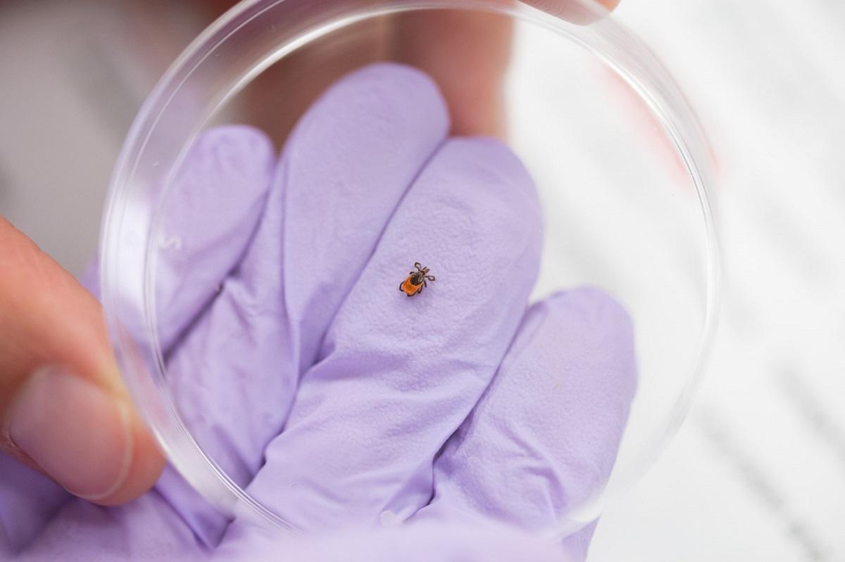 La tique dans une boîte de Petri