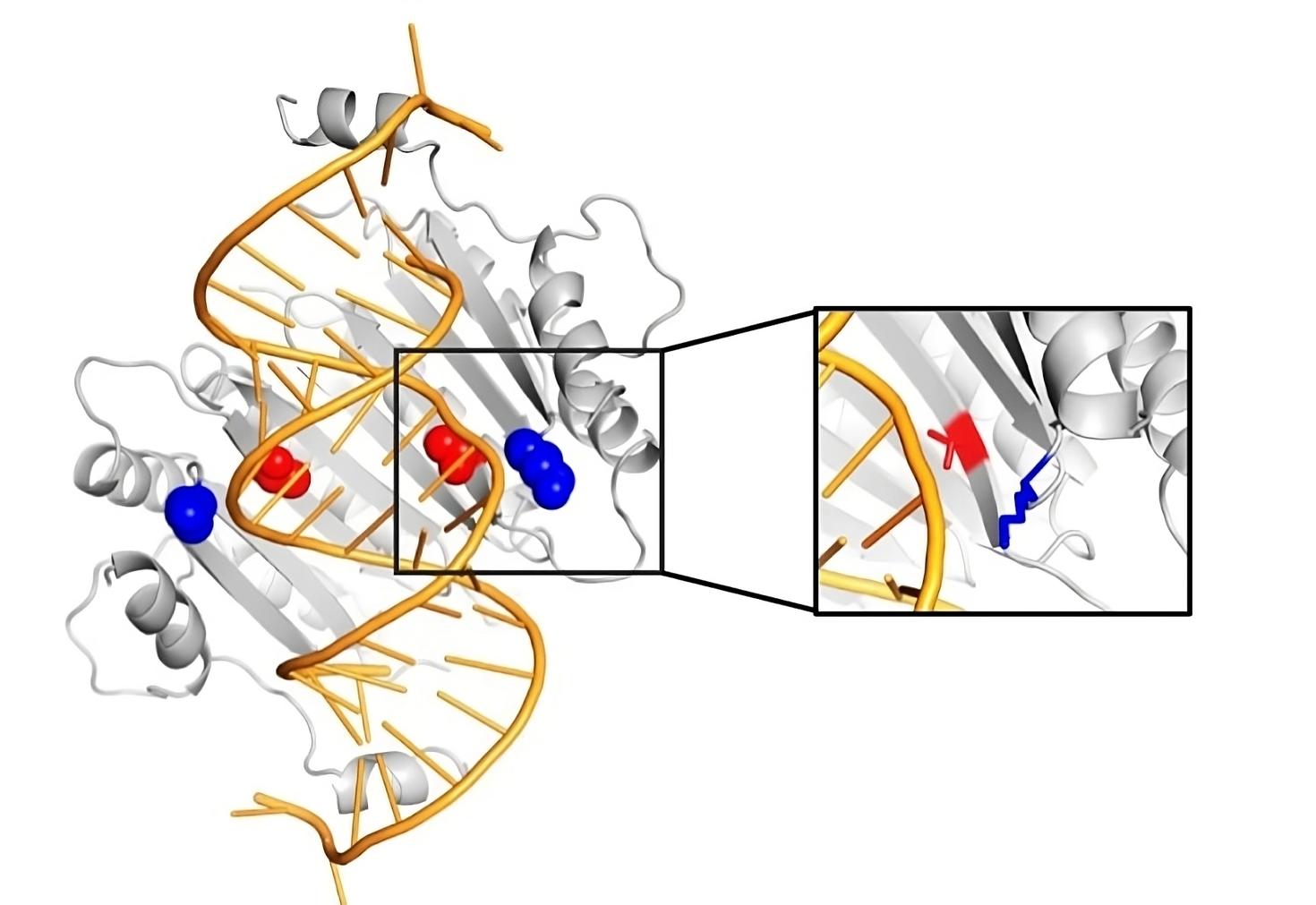 Scientists at uottawa design a new enzyme that targets non coding rna