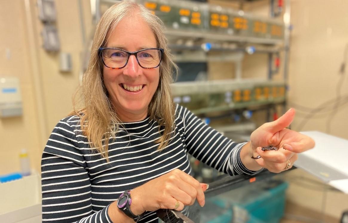 La professeure Emily Standen est debout dans la facilité aquatique de l'Université d'Ottawa devant les supports de Polypterus et tient dans la main gauche un autre modèle amphibien, la salamandre tachetée bleue (Ambystoma laterale)