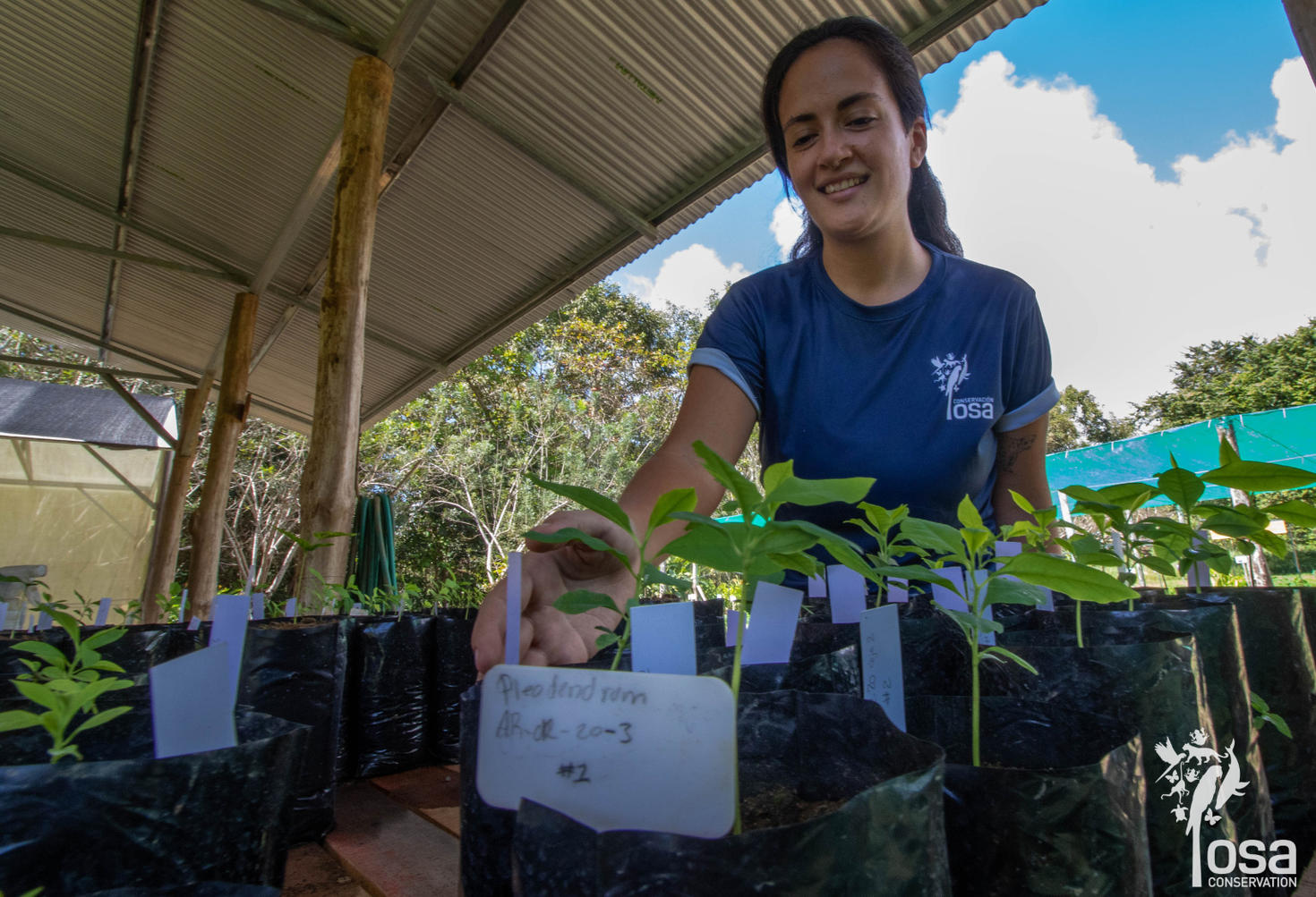 María José Mata looking after Pleodendron costaricense seedlings