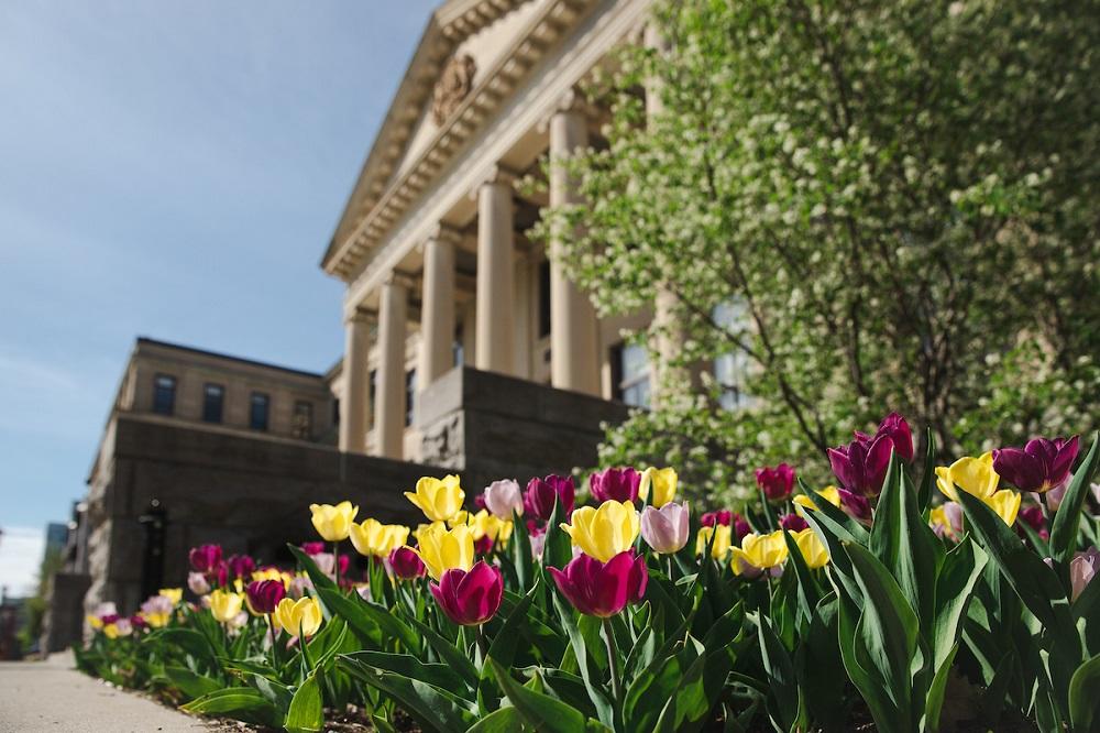 Tulips outside Tabaret Hall