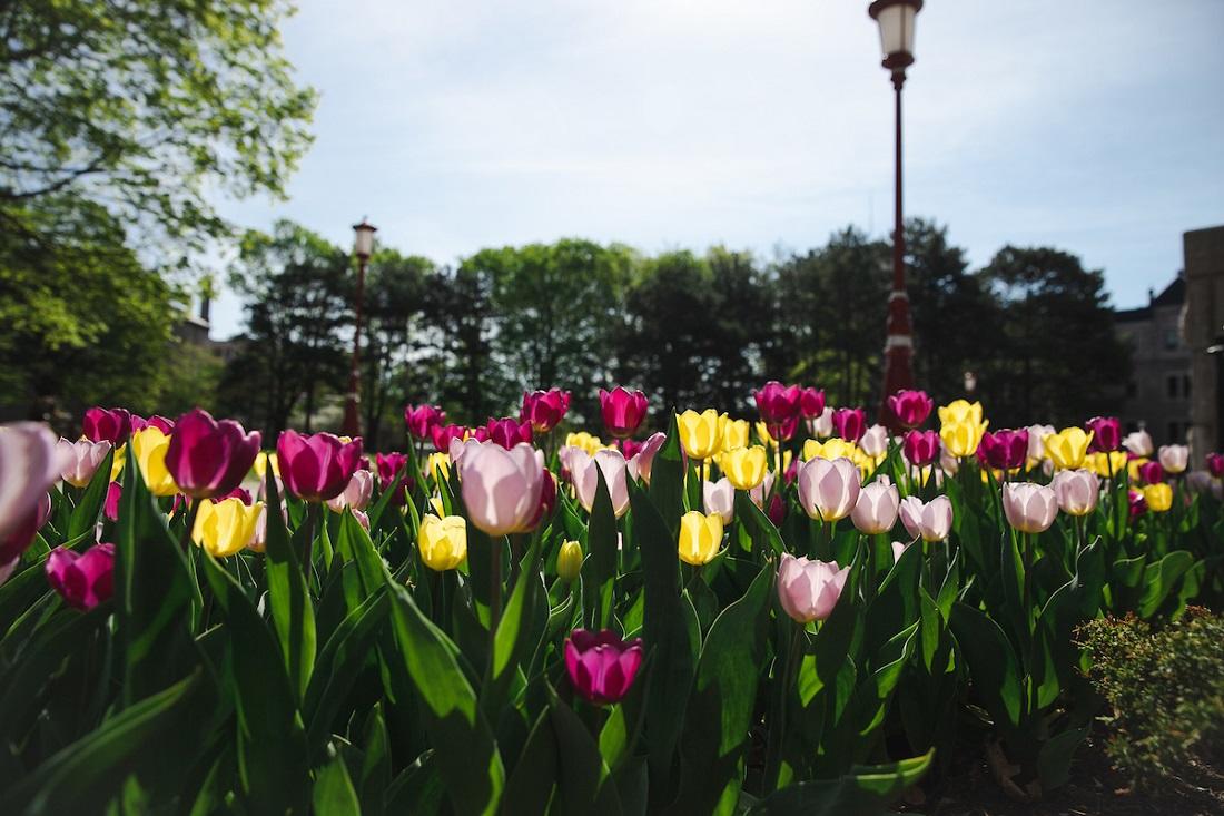 Des tulipes multicolores sur le campus