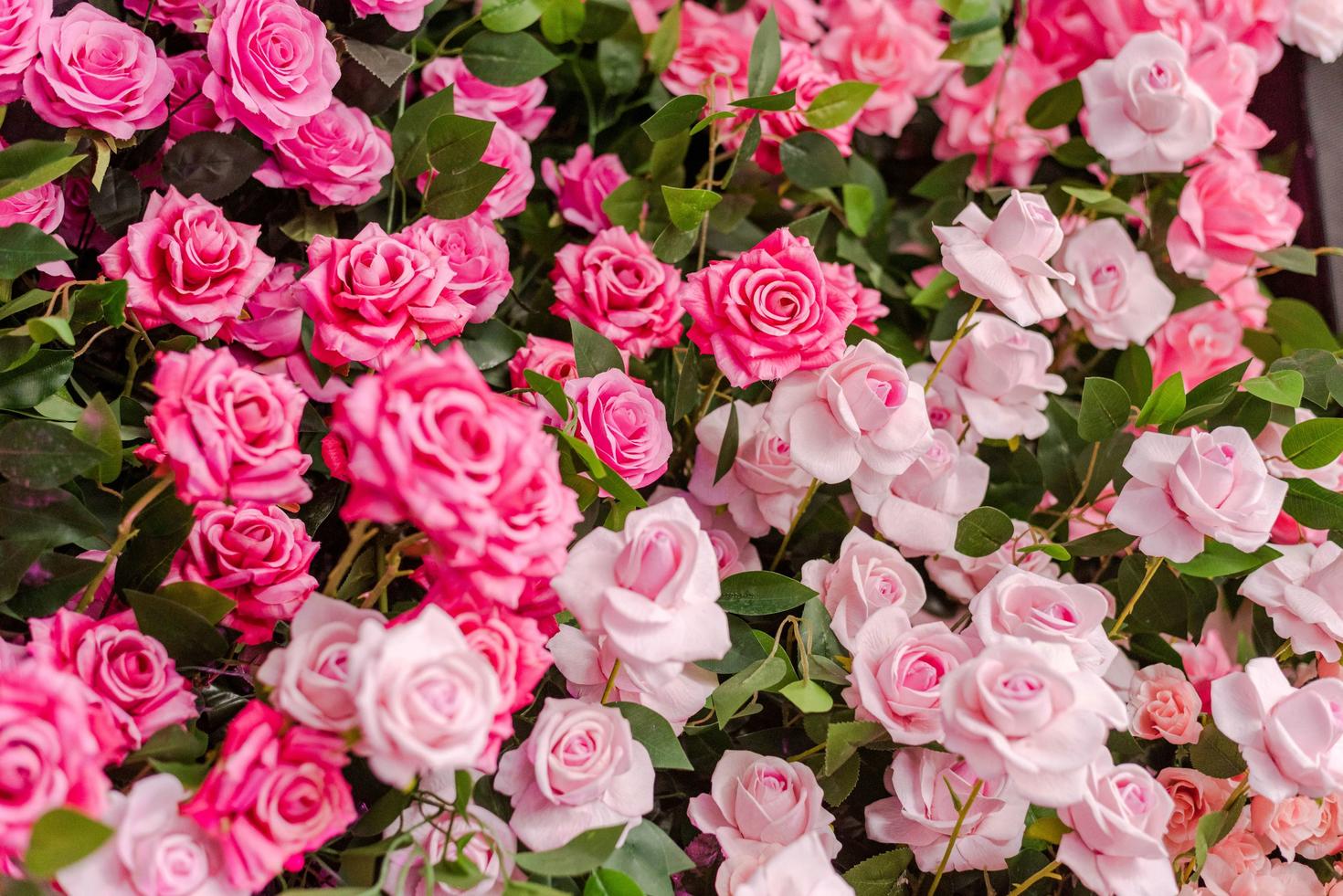 pink roses