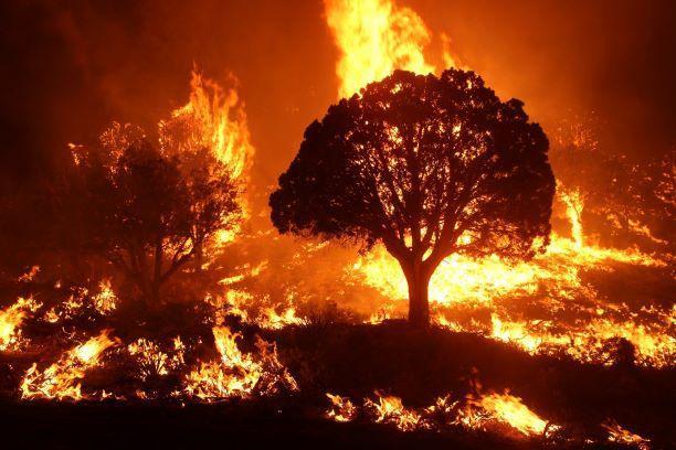 Feu de foret