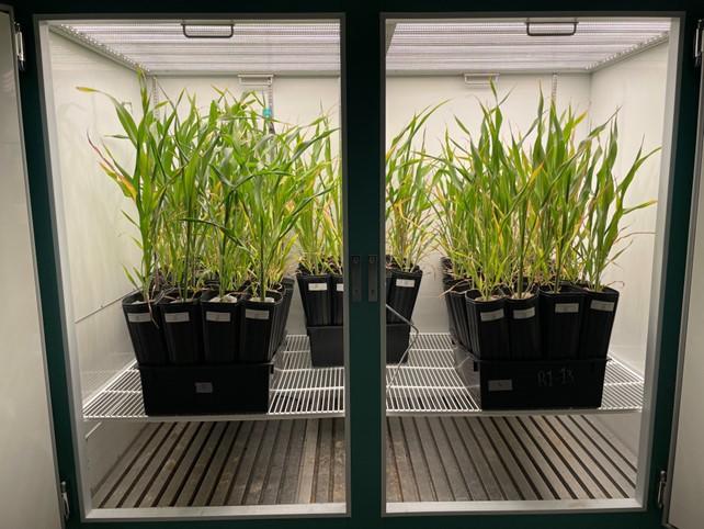 On voit des rangées de pots de sorgho du Soudan cultivé en conditions contrôlées dans une chambre fermée et très éclairée utilisée pour la recherche scientifique sur la croissance des plantes et les interactions avec les champignons.