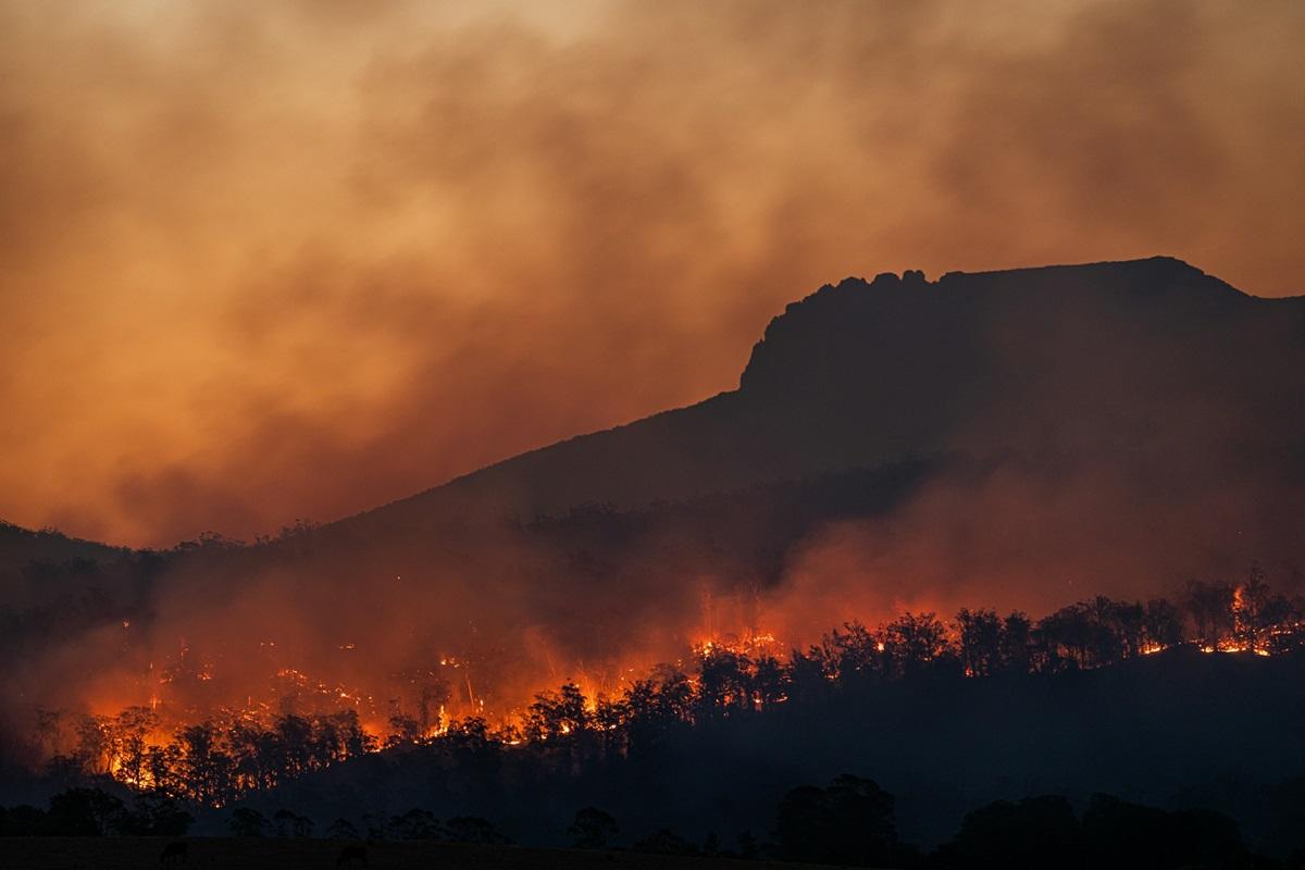 Forest fire at night