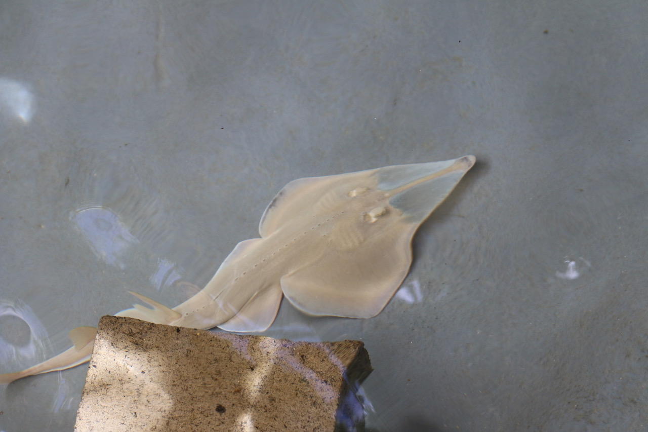 Une raie-guitare à museau plat nage dans un réservoir lors d’une étude sur la tolérance hypoxique. Cette espèce est plus sensible aux conditions de faible teneur en oxygène que le requin-chabot ocellé.