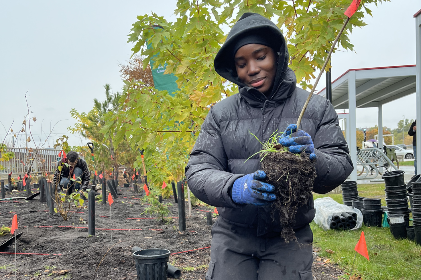 Person planting a tree