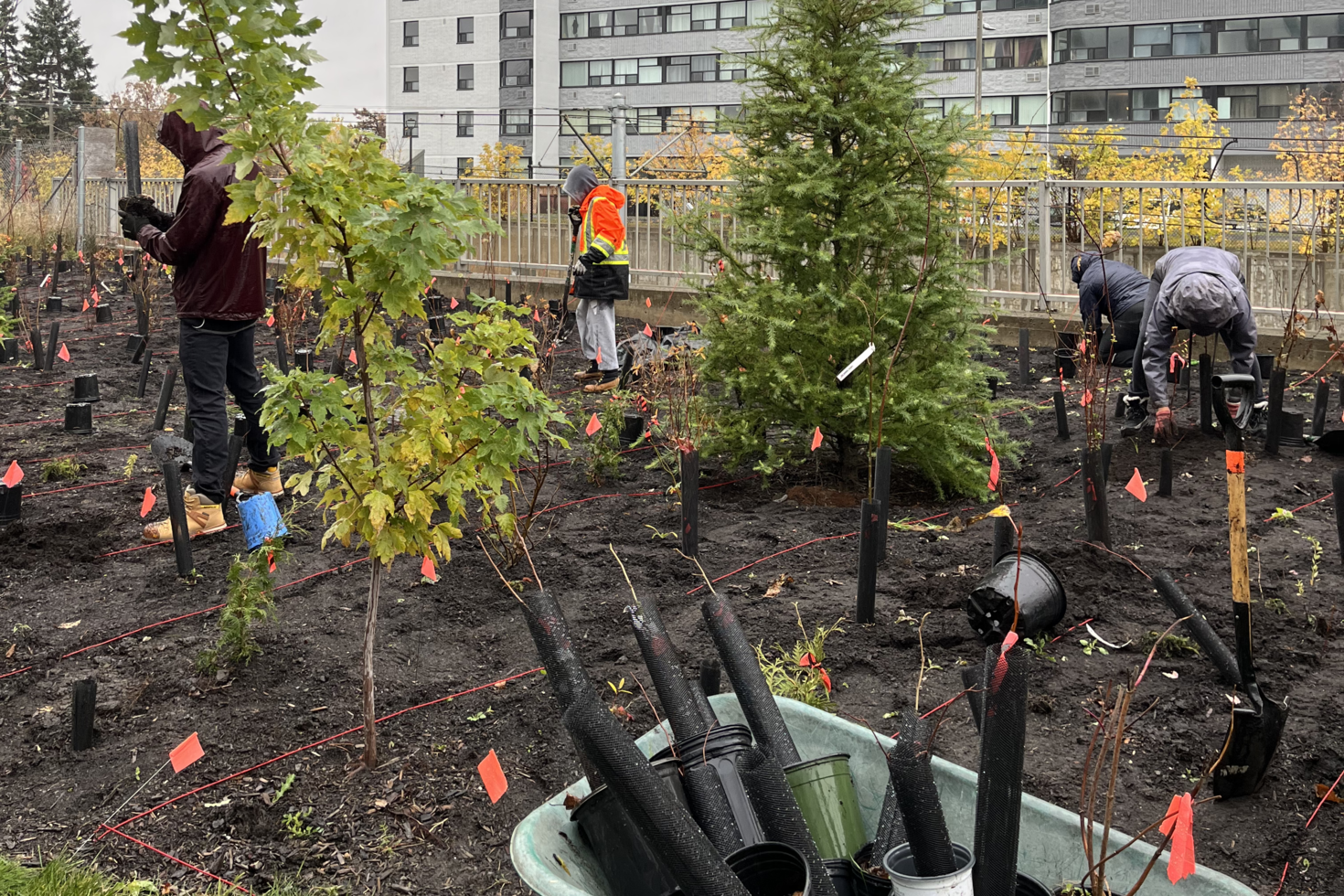 Group planting