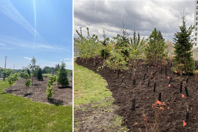Before-and-after of a planting effort: a sparsely planted mulched area compared to the same space later with many new trees and saplings added.