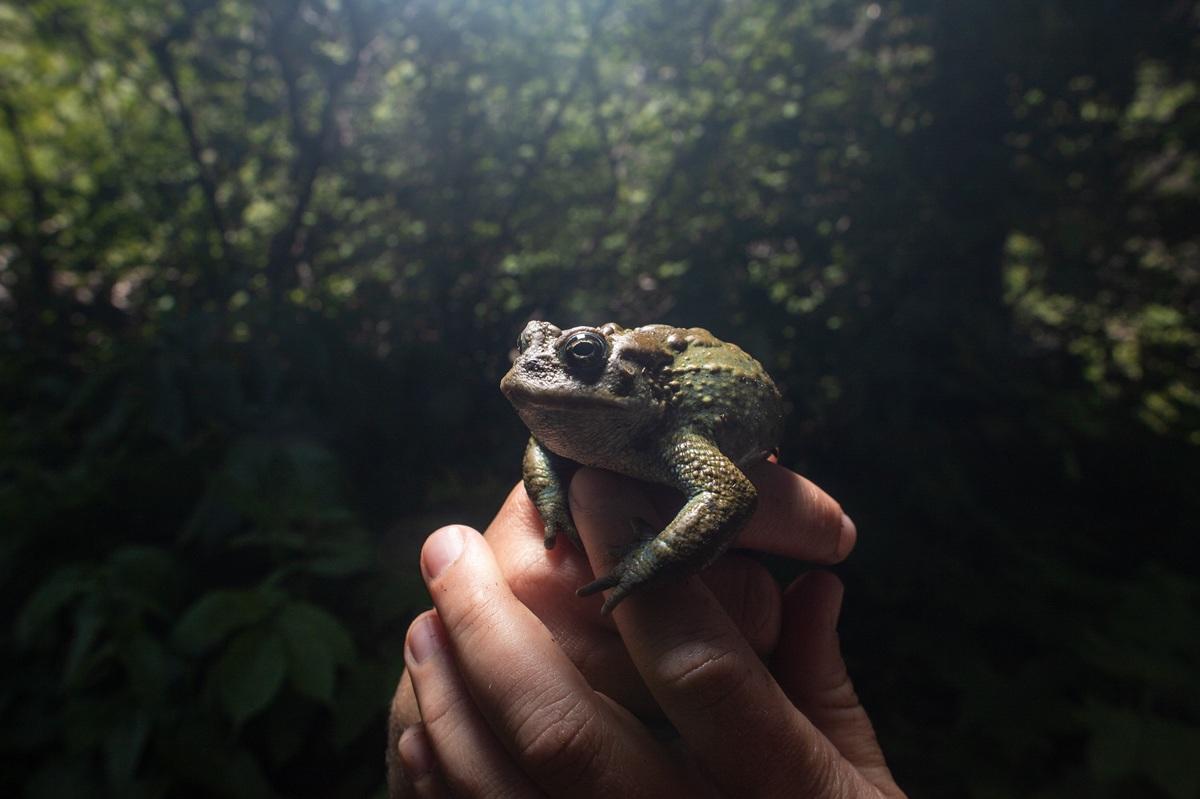 Un crapaud de l’Ouest 