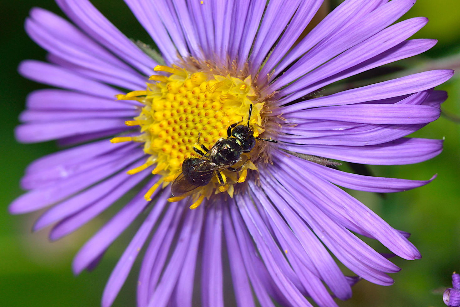 Ceratina, commonly known as small carpenter bees - Photo: Dr. Gil Miranda