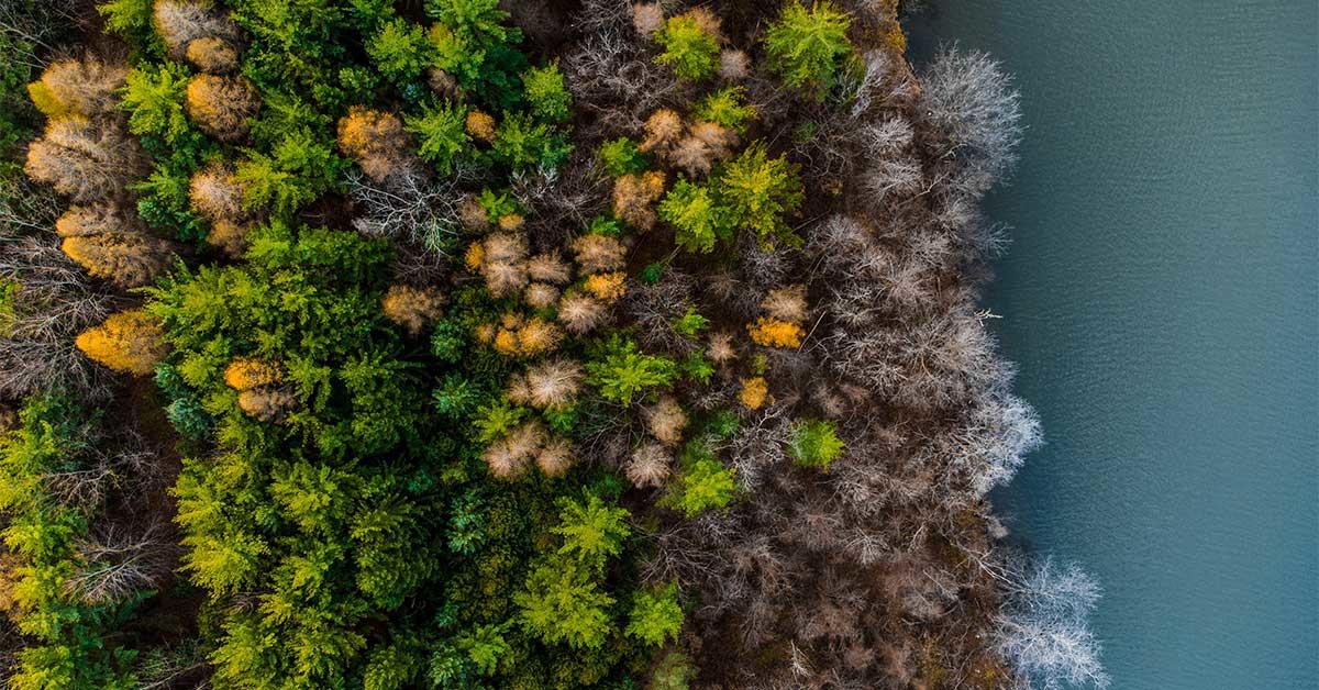 Une perspective à vol d'oiseau d'arbres verts et jaunes