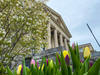 Tulips in front of Tabaret Hall