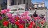 Tulips in front of Tabaret Hall