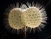 Model of Radiolarion