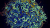 close-up of cancer cell