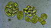 Polar algae under the microscope