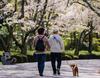 Two persons walking in a park with their dog.
