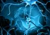 Neurons in the brain