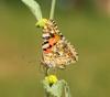 6A Painted Lady butterfly specimen on a plant – photo credit: Gerard Talavera