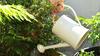 A hand holds a watering can and pours water onto a cedar bush, which is planted in a large pot.