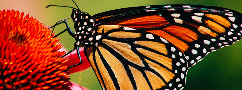 butterfly on a flower