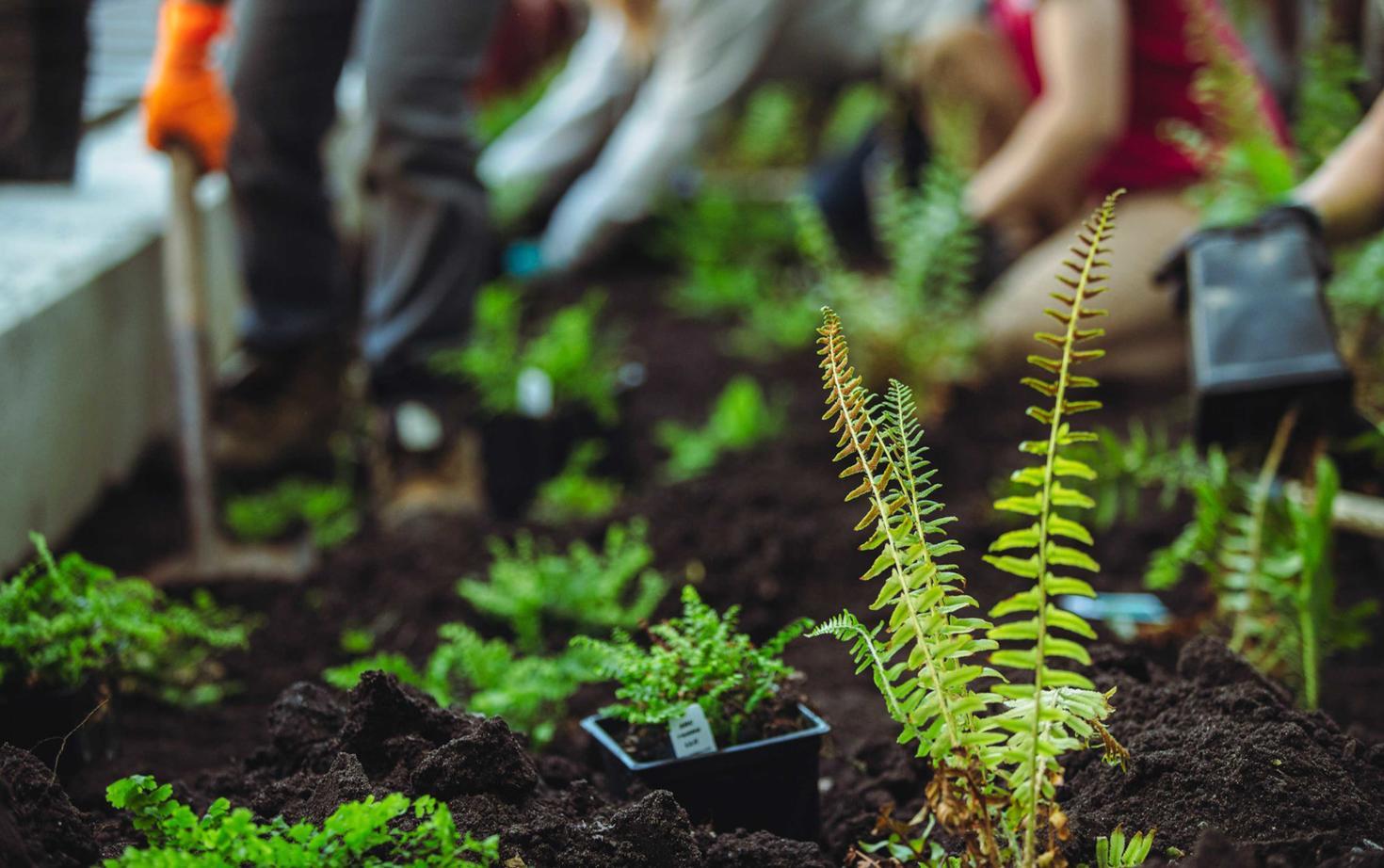plants