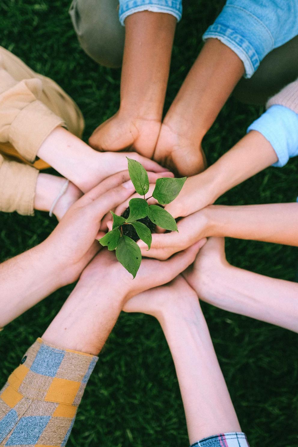 Hands holding a plant