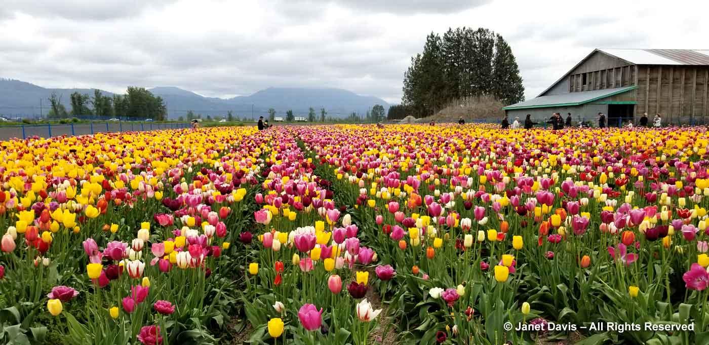 Garden photo