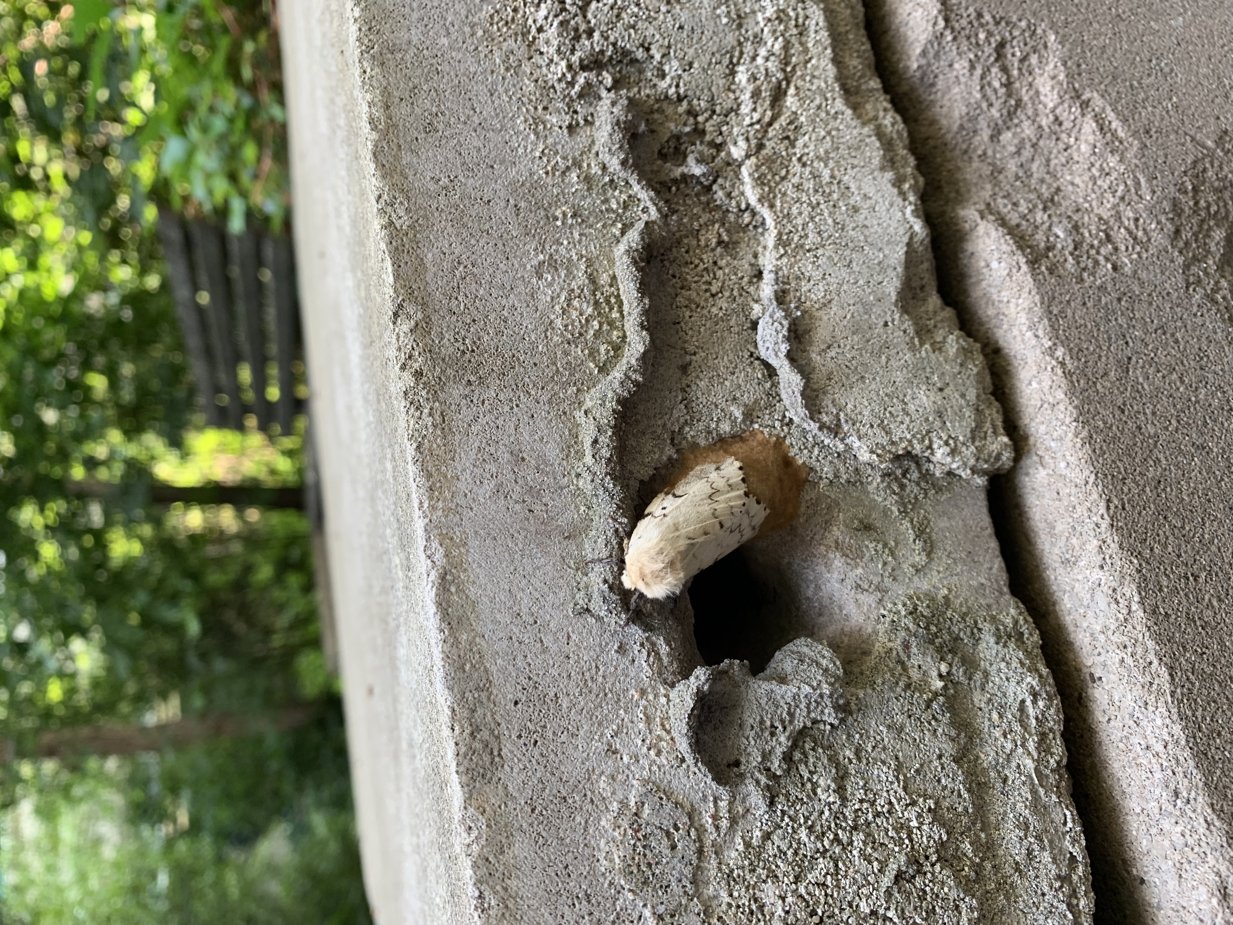 A moth in the Husky courtyard