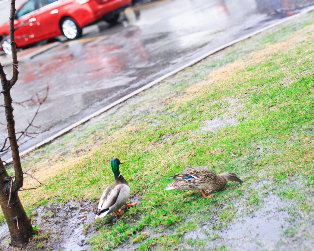 Ducks on campus