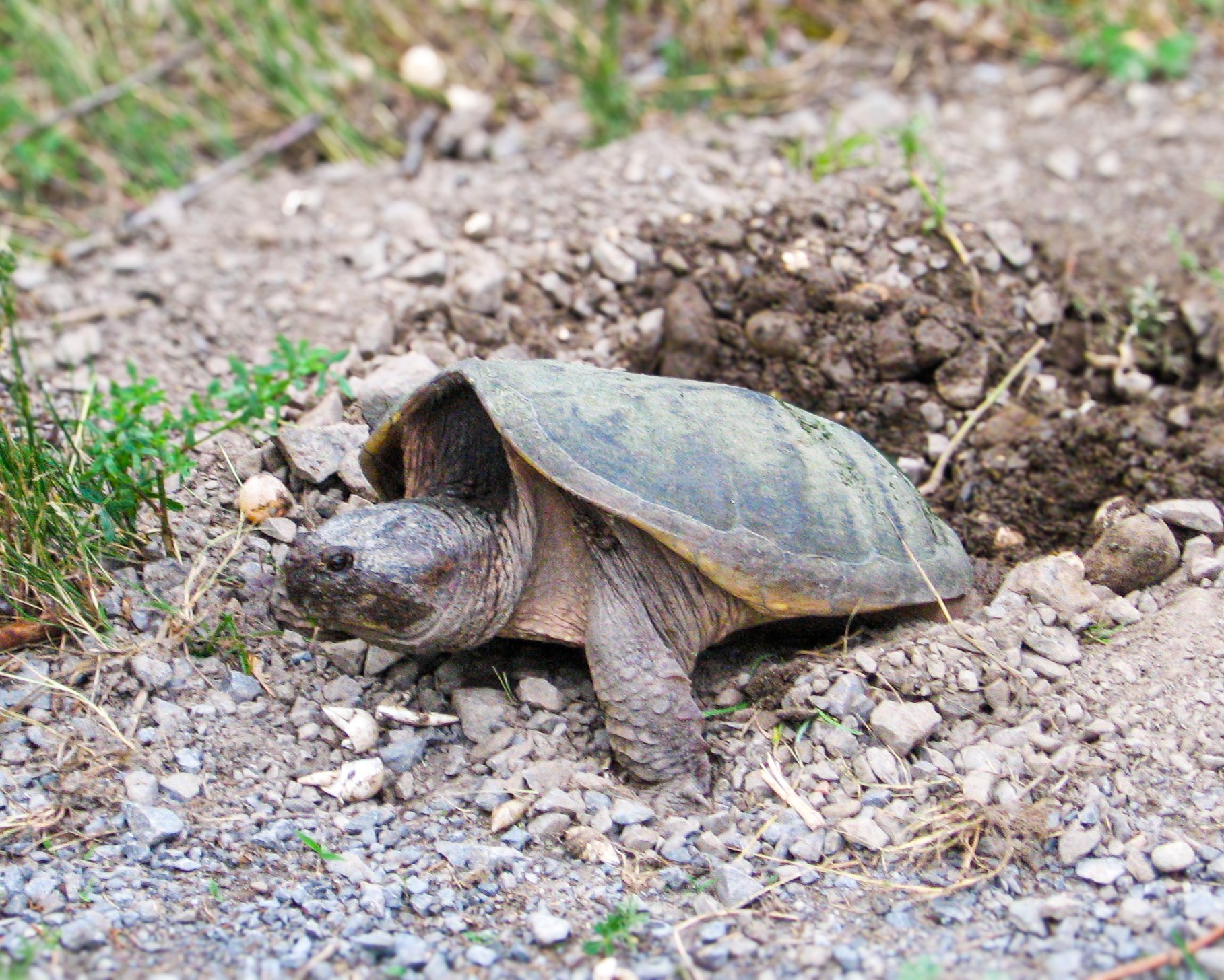 Turtle laying eggs at 200 Lees