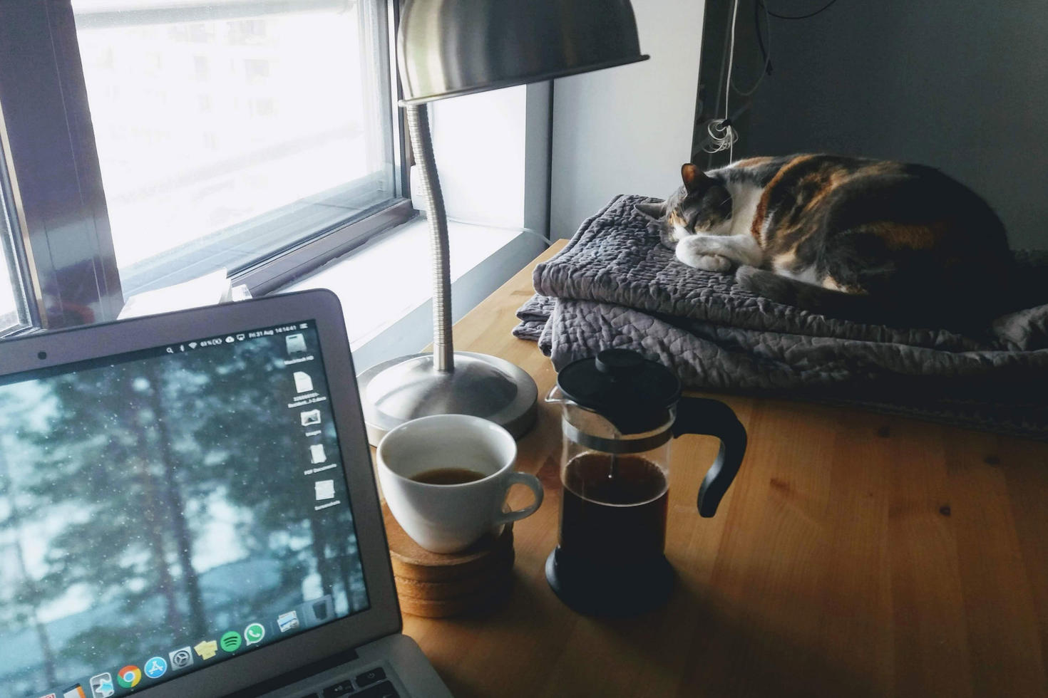  chat qui dort près de l'ordinateur