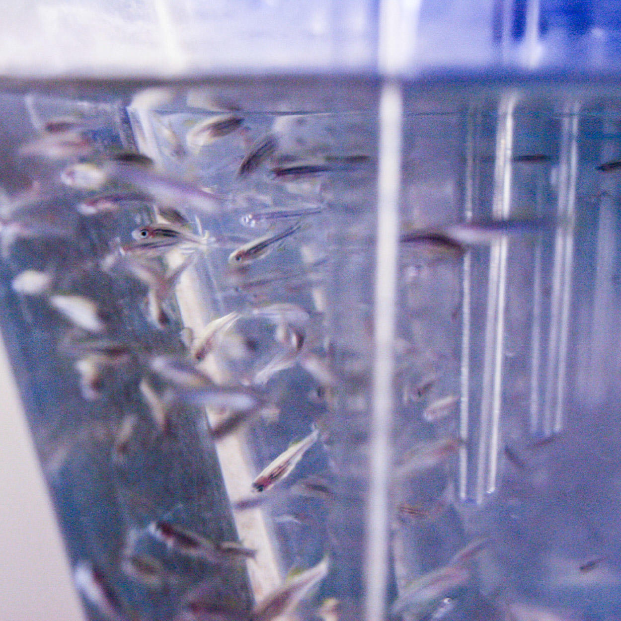 Poissons dans un aquarium à l’Université d’Ottawa