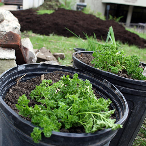 Fines herbes et plantes en pots prêtes à être mises en terre dans un jardin communautaire sur le campus