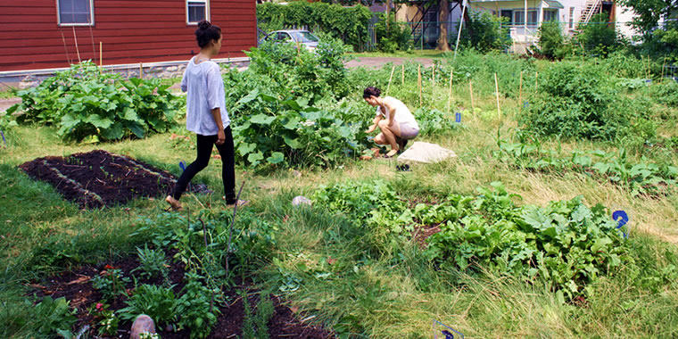 Jardin communautaire de l'uOttawa