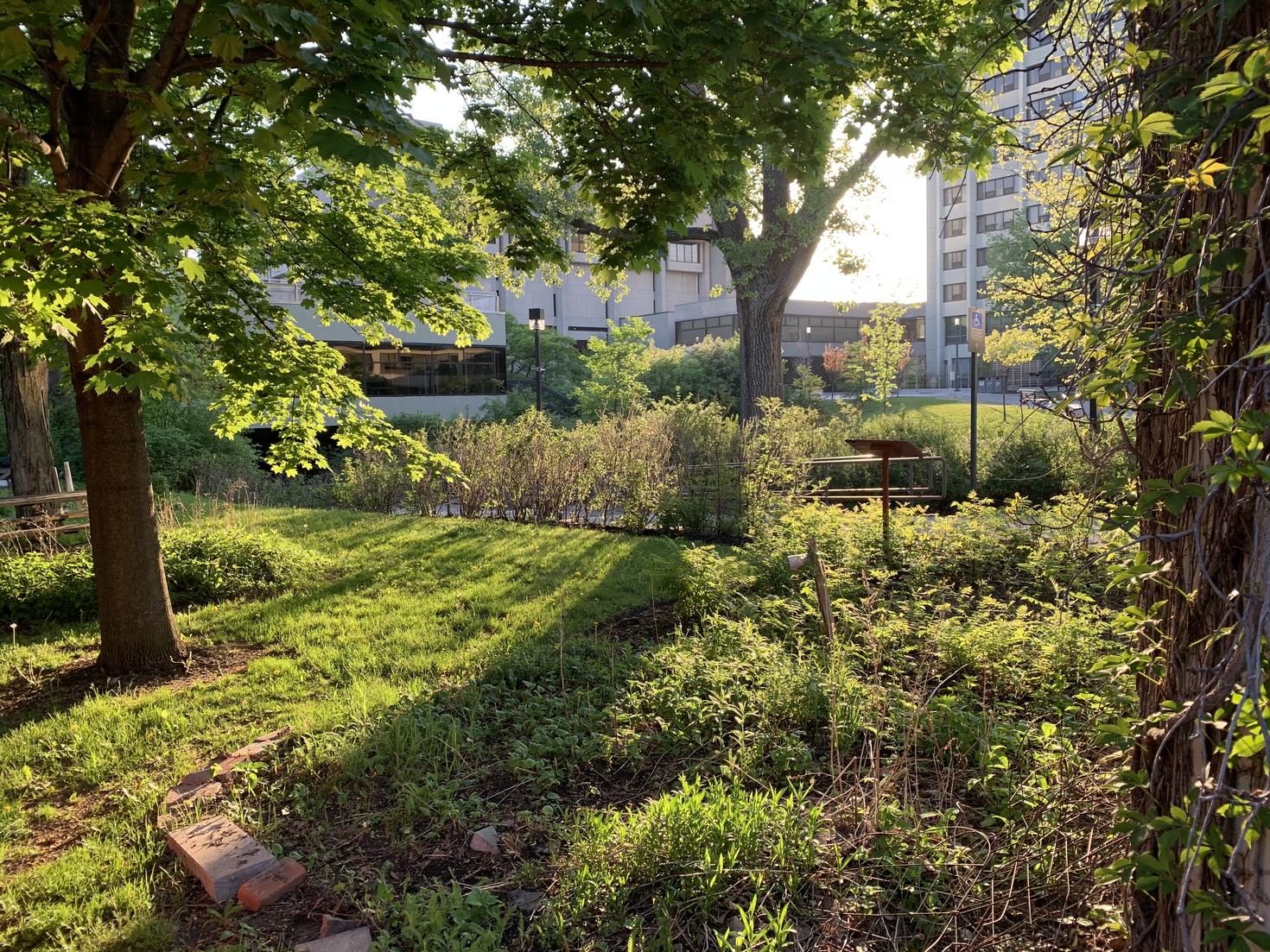 arbres et espaces verts sur le campus