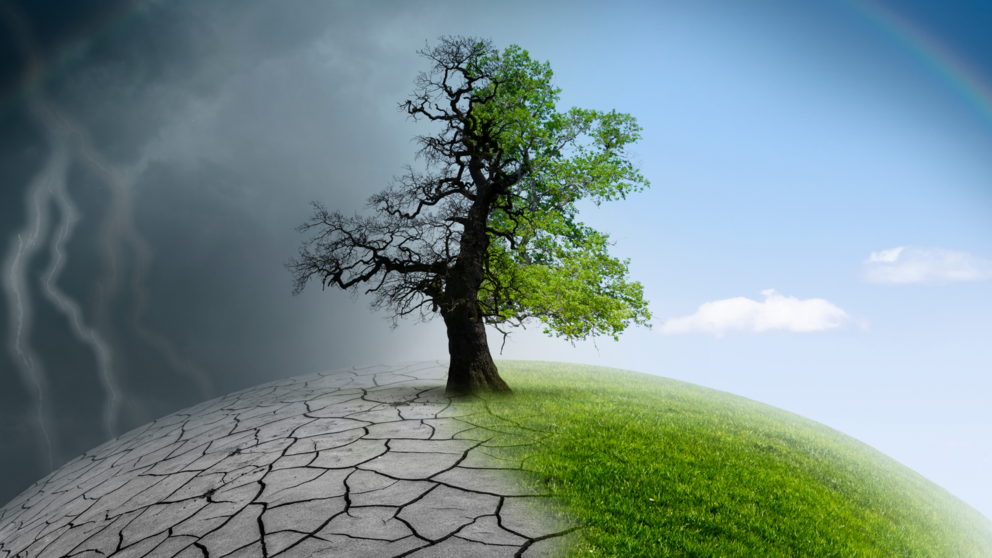 Un arbre avec la moitié de ses feuilles
