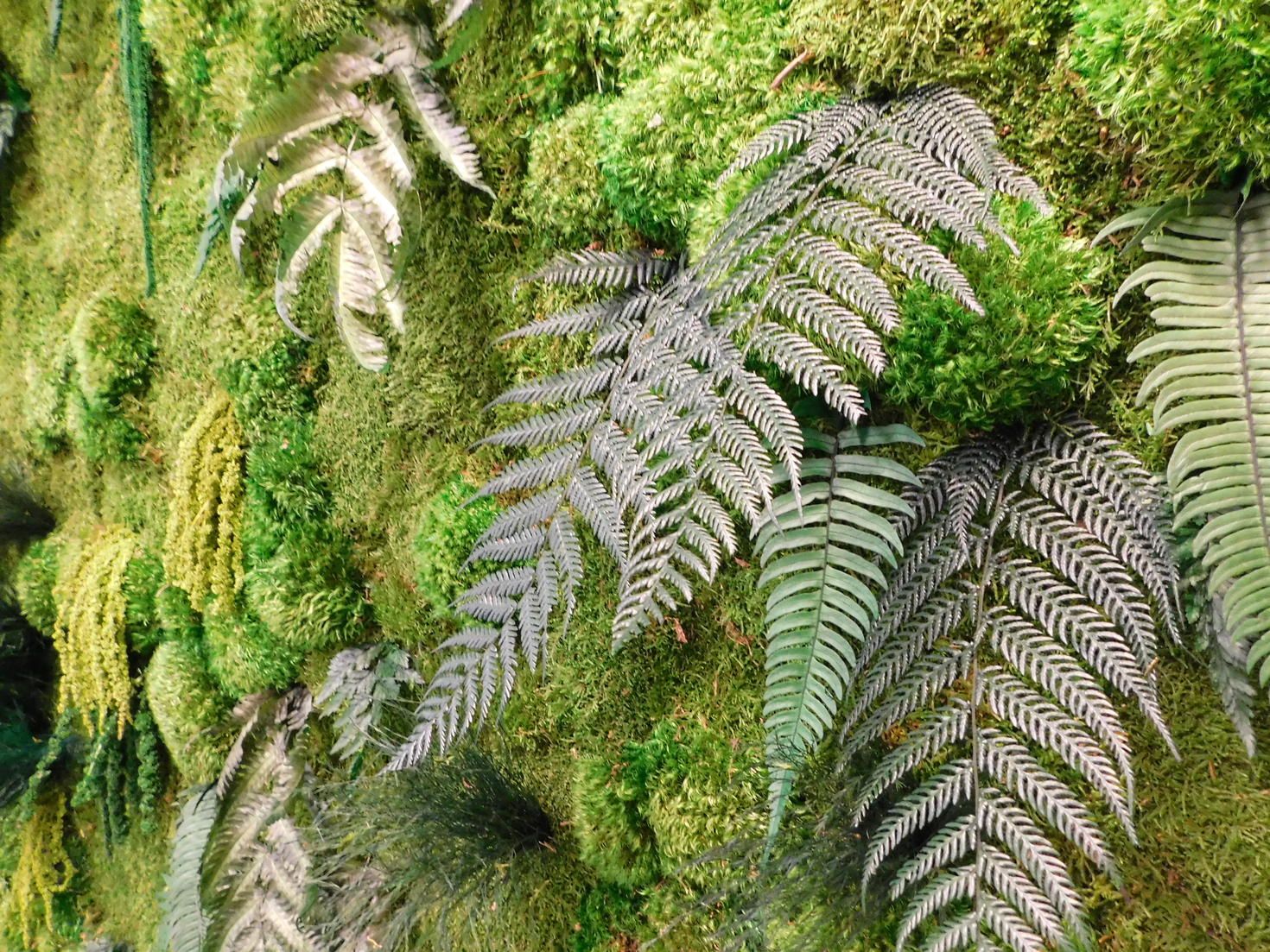 Student Health and Wellness Centre uOttawa Moss Wall