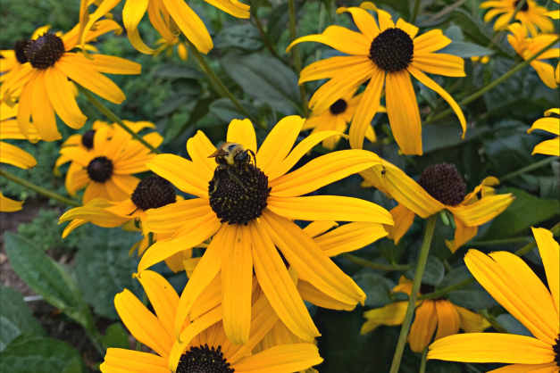 Un bourdon sur des fleurs rudbeckie hérissée