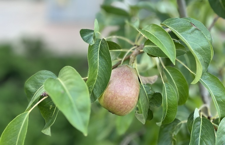 Une poire poussant sur un arbre à l'Université d'Ottawa