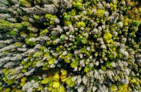 Vue aérienne d'une forêt