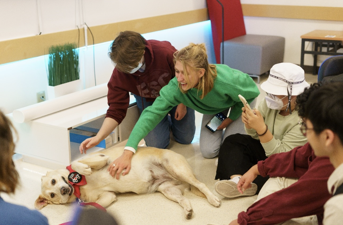 Pet therapy