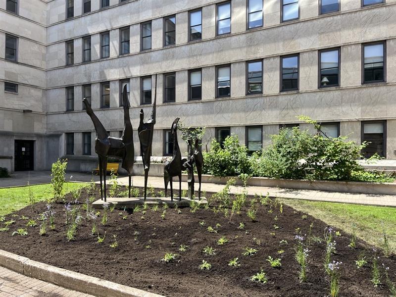 Après la plantation du jardin pollinisateur