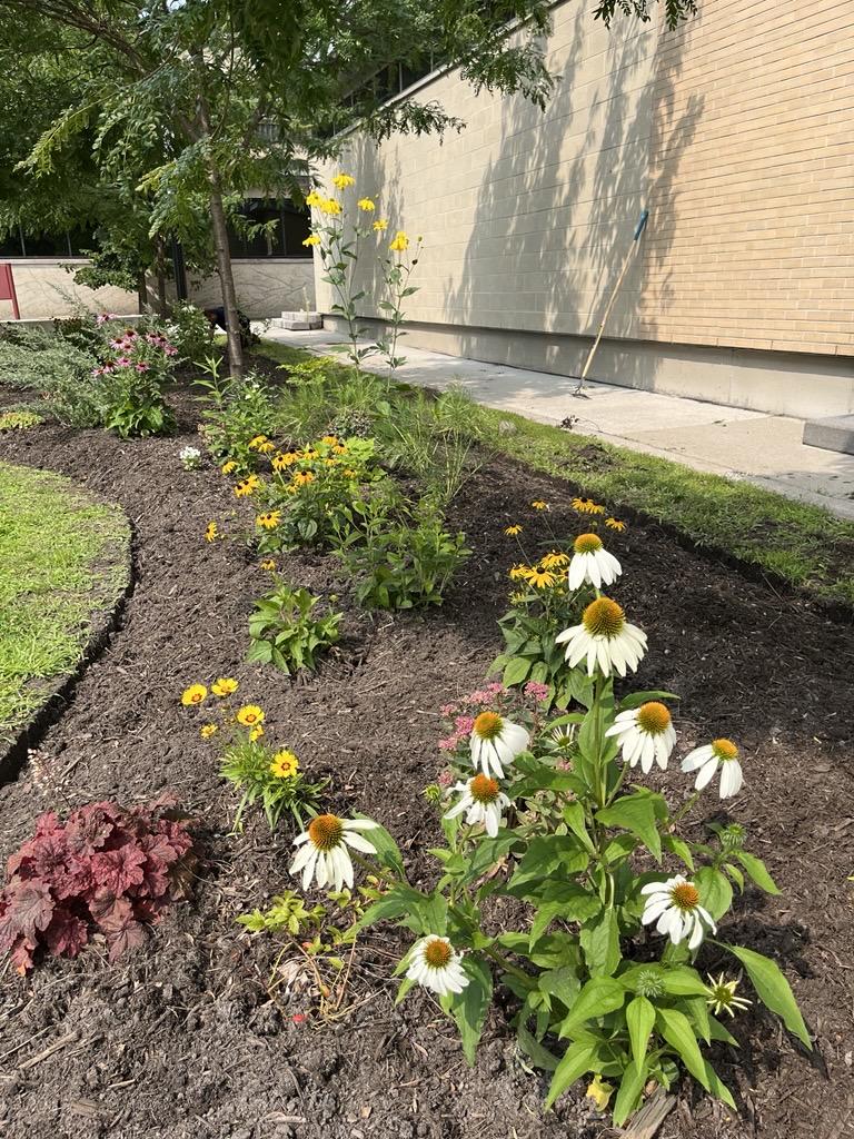 Fleurs en pleine floraison dans le jardin pollinisateur de Marion