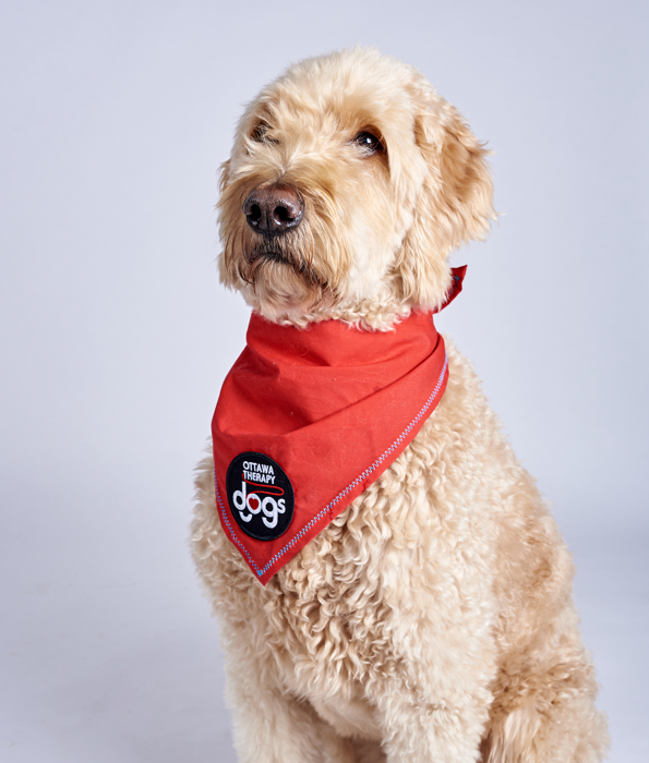 Un chien au pelage de couleur crème, portant un bandana rouge avec un logo sur lequel il est écrit « Ottawa’s Dogs », assis bien droit. 