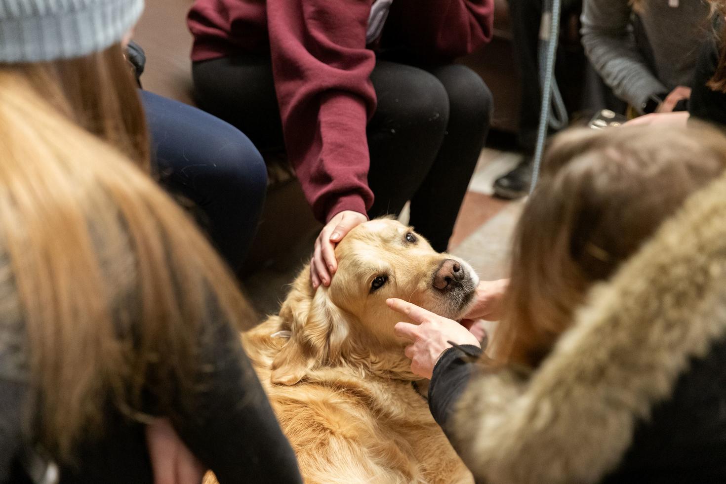 Des étudiants jouent avec un chien 