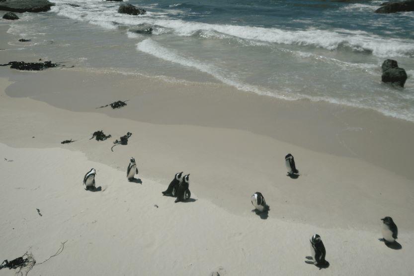 Des manchots sur une plage en Afrique du Sud.